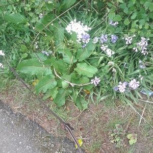 Meet your Posher, Ruth